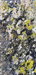 Abstract authentic authentic colored old stones backgrounds