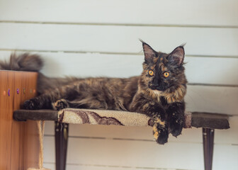 Beautiful fluffy multi colored black maine coon kitten looking curios yellow eyes lying. Closeup