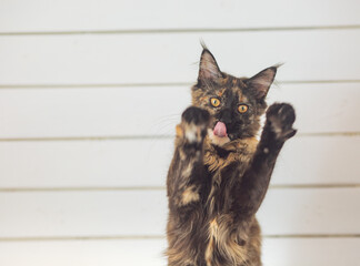 Beautiful fluffy multi colored black maine coon kitten looking curios yellow eyes licking the tongue. Closeup