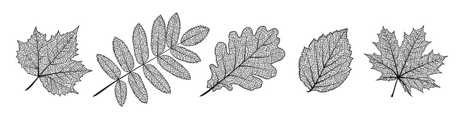 Set of vector texture leaves. Silhouette of plants. Natural elements for season backgrounds, templates, wallpaper, cards