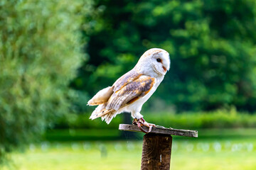 Barn Owl, on a perch.