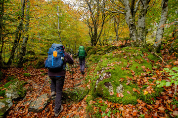 bosque de Bordes, valle de Valier -Riberot-, Parque Natural Regional de los Pirineos de Ariège, cordillera de los Pirineos, Francia