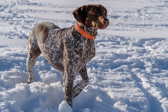 Flatcoat pointer brown on snow 
