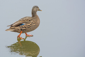Female Mallard Duck Walking on Ice in Winter