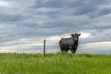 Cow behind farm fence
