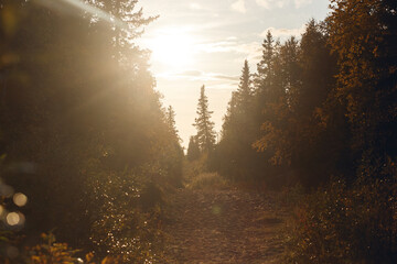 Morning sun falls into the forest after rain. Wet autumn fir forest.