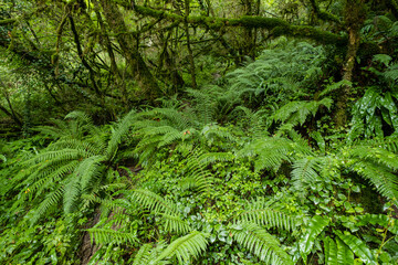 helechos, Garganta de Kakueta, Sainte-Engrâce, región de Aquitania, departamento de Pirineos Atlánticos, Francia