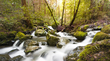 Muir Woods Stream on the Bootjack Trail near San Francisco