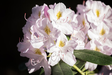 Naklejka na ściany i meble The white rhododendron flowering with pale pink and white flowers in the sunny day with black background