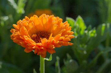 morning dew on a bright orange double flower of calendula