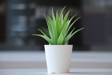 close-up photo of a small flowerpot, houseplants, flora, blurred background