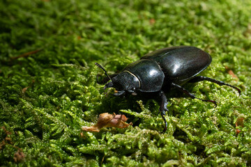 bug on the grass
