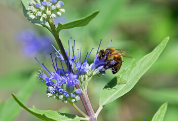 Honeybee  on Blue Caropteris Flower out of focus background.