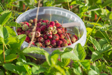 a bucket of ripe strawberries stands in the green foliage of the grass