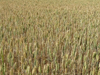 Beautiful grain field with large spikes of intense color