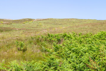 the beach of the dunes of Sainte Marguerite, in Brittany