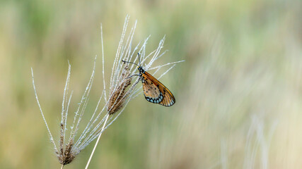 Butterfly in the wild (Common tiger butterfly)