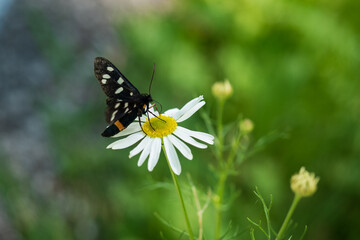 butterfly on flower