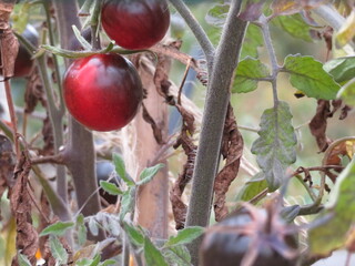 Beautiful tomatoes of nice color and flavor