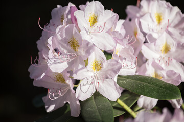 Naklejka na ściany i meble The white rhododendron flowering with pale pink and white flowers in the sunny day with black background