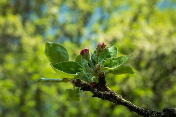 Spring apple tree flower