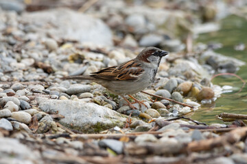 Small sparrow bird by the lake