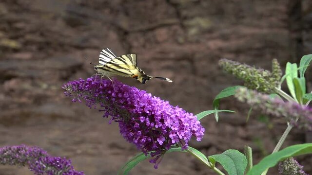 Segelfalter&nbsp;(Iphiclides podalirius)