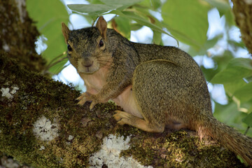 Squirrel Glance 03
