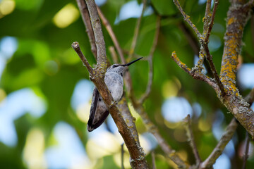 Hummingbird on Branch 03