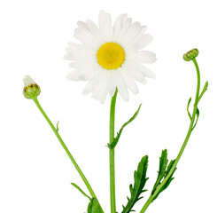 Chamomile flowers isolated on white background