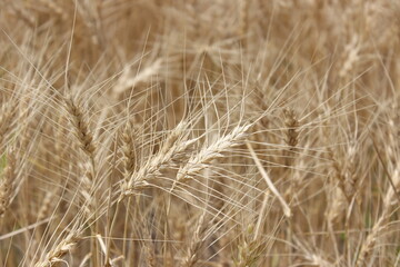 Detail of wheat