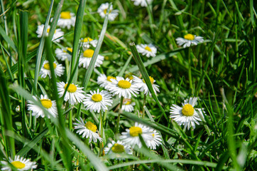 Green Nature Background. Field of daisy flowers and green grass.