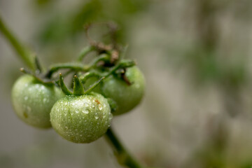 Unripe, green tomatoes growing. Drenched in the dew. Urban garden concept.