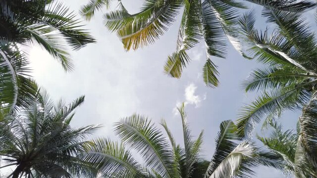 Tropical palm trees against sky and sunshine