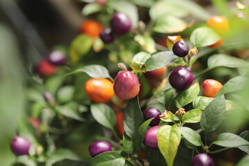 Fresh chili peppers in garden © KSCHiLI