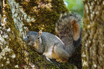 Squirrel Glance 06