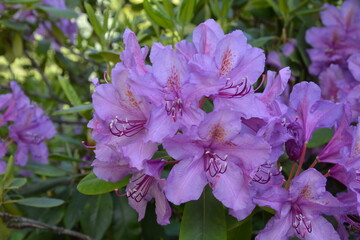 Purple rhododendron flowers in the garden