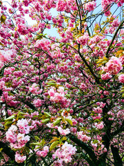 Colourful cherry blossoms in full bloom