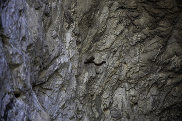 Stone and rocks texture