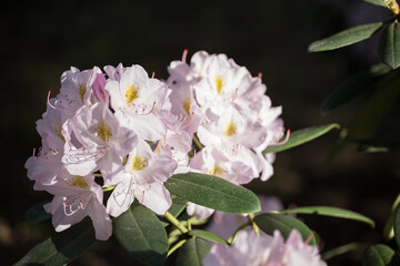 The white rhododendron  flowering  with pale pink and white flowers  in the sunny day with black background