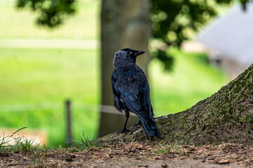 Jackdaw.