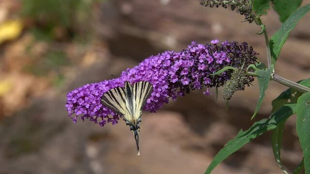 Segelfalter&nbsp;(Iphiclides podalirius) und Hummel