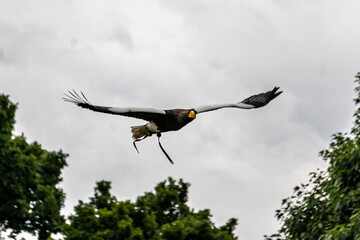 Stellars Sea Eagle, in flight.
