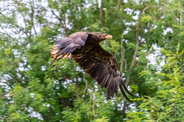 Golden Eagle, in flight.