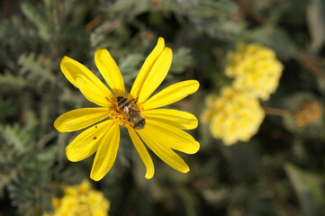SONY DSC