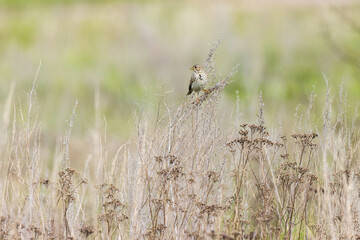Corn Bunting (Emberiza calandra). Russia