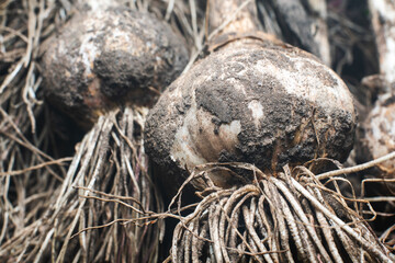 Freshly picked dirty garlic bulbs, harvesting in the countryside