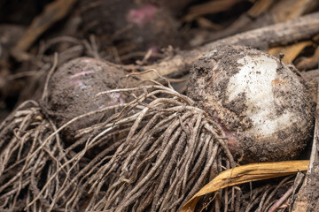 Freshly picked dirty garlic bulbs, harvesting in the countryside