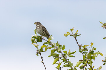 Corn Bunting (Emberiza calandra). Russia