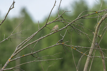 Corn Bunting (Emberiza calandra). Russia